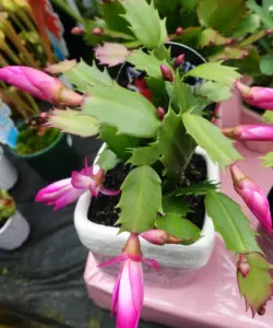 Mastering the September Shift: Your Definitive Guide to Preparing Your Thanksgiving Cactus for a Spectacular Holiday Bloom